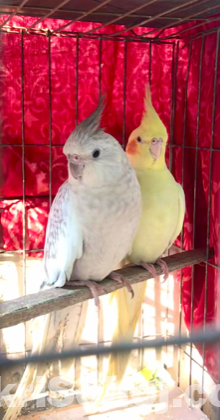 Cockatiel (1 pair)